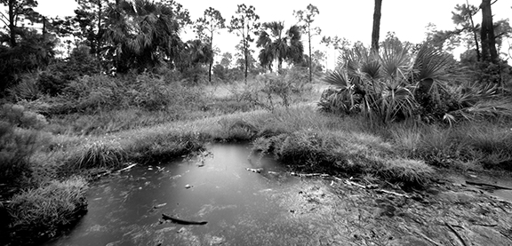 pine_island_preserve_1.jpg