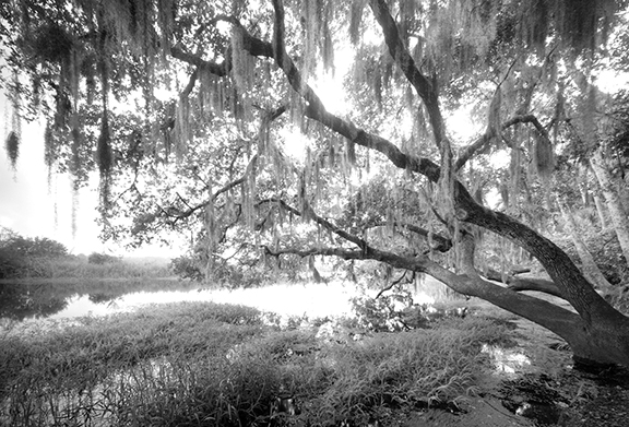 myakka_oak.jpg