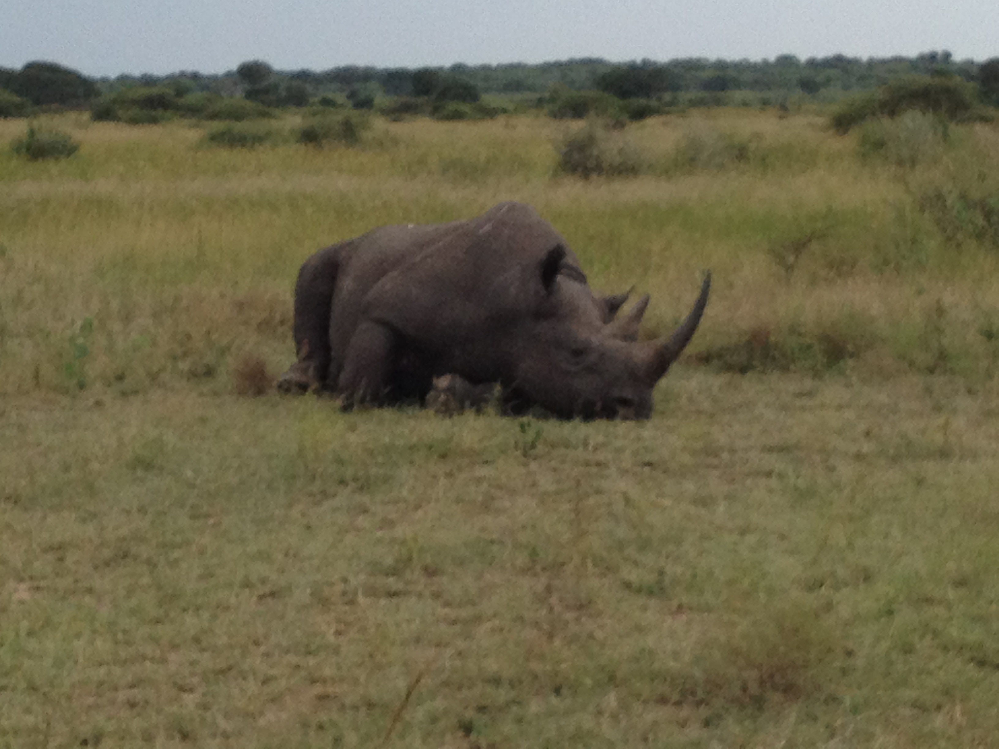 Rhino.jpg