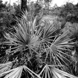 pine_island_preserve_2.jpg