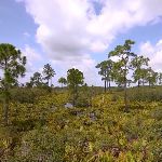 Florida Legacy Campaign