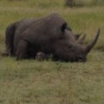 Safari